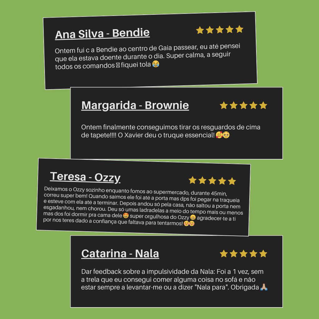 Treinos Caninos - Presencial e Online