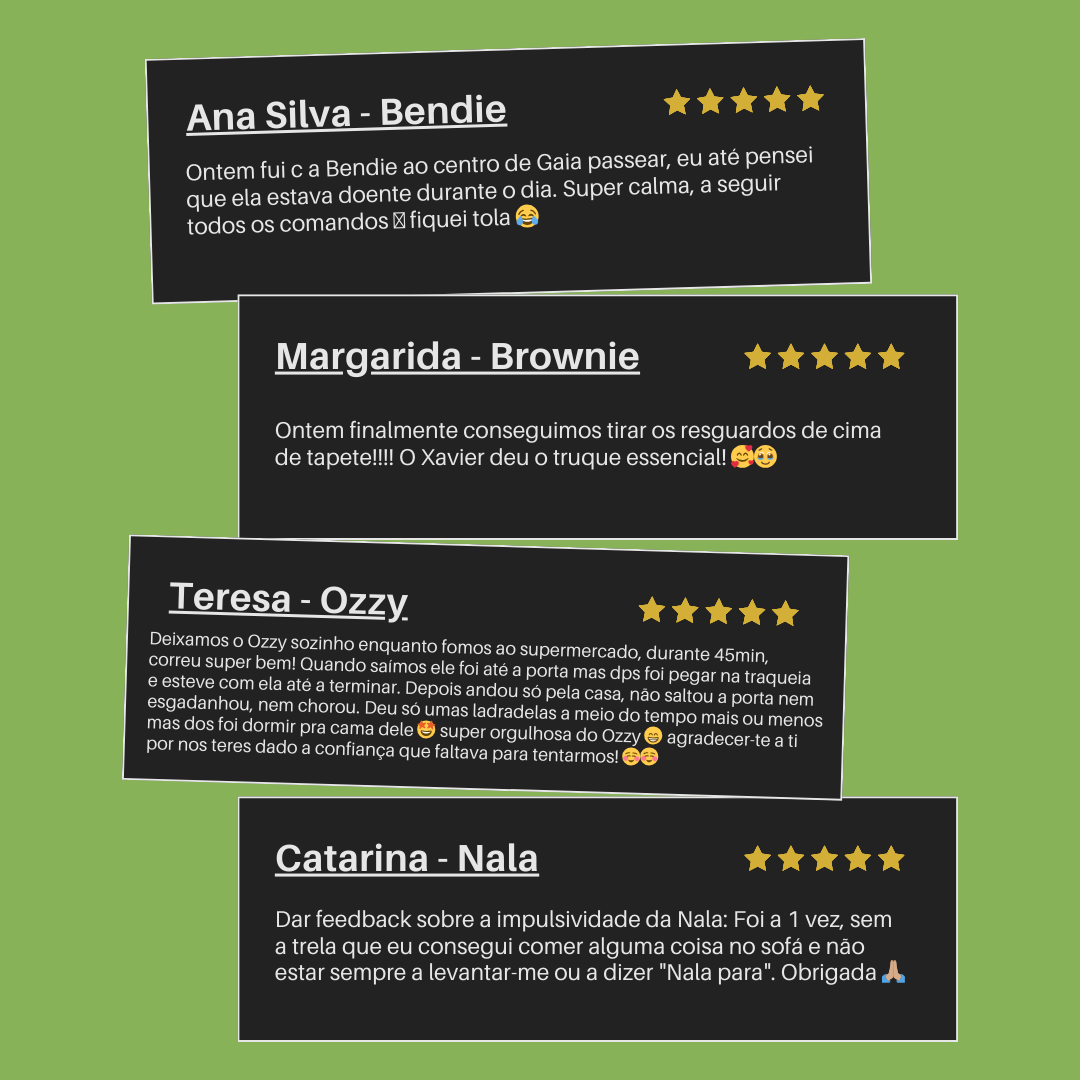 Treinos Caninos - Presencial e Online